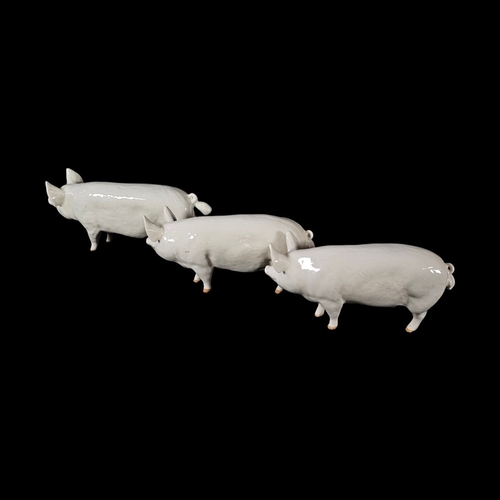 239 - BESWICK, A COLLECTION OF THREE ‘WALL CHAMPION BOY 53rd’ PORCELAIN PIGS
Middle White boars, model no.... 
