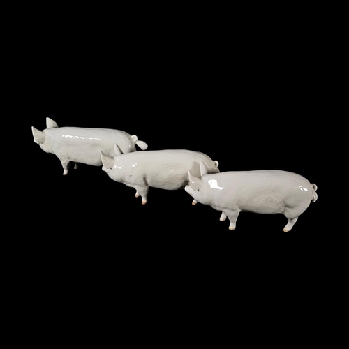 239 - BESWICK, A COLLECTION OF THREE ‘WALL CHAMPION BOY 53rd’ PORCELAIN PIGS
Middle White boars, model no.... 