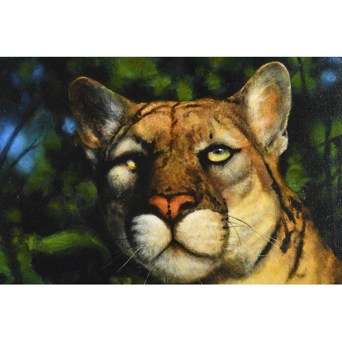 113 - Mountain Lion Painting by English Artist Terence Vickress