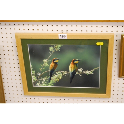 496 - FRAMED BIRD PHOTOGRAPH