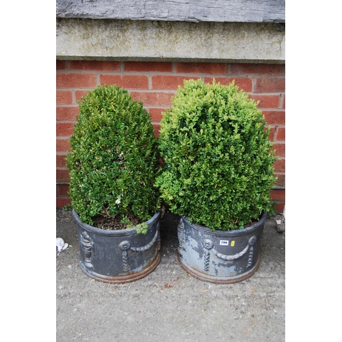 799 - PAIR OF CIRCULAR IRON PLANTERS SET BOX TREES