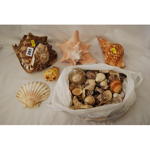 291 - QUANTITY OF SEASHELLS