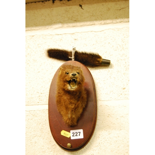 227 - TAXIDERMY MINK'S HEAD