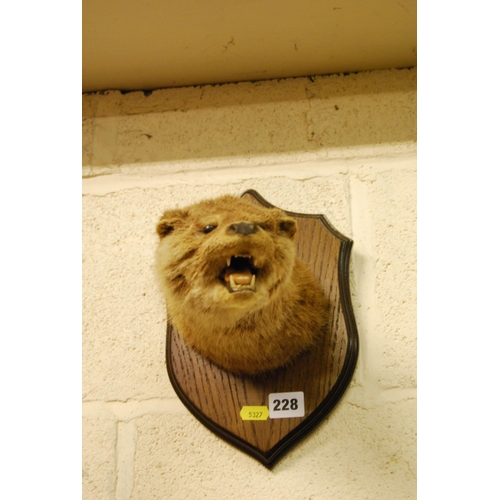 228 - TAXIDERMY OTTER'S HEAD