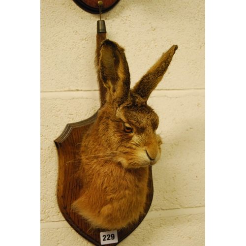 229 - TAXIDERMY HARE'S HEAD