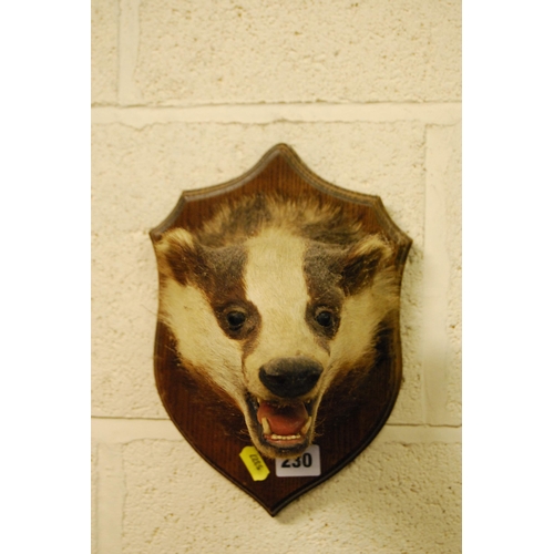 230 - TAXIDERMY BADGER'S HEAD