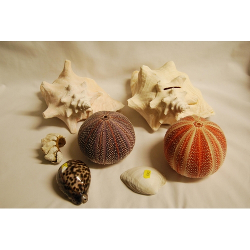 64 - QUANTITY OF VARIOUS SEASHELLS