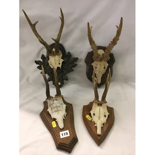 115 - TAXIDERMY 4 MOUNTED ROE DEER SKULLS & ANTLERS