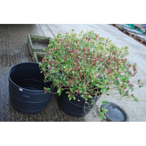 736 - 2 BLACK PLASTIC TUBS & PLANT