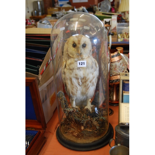 121 - VICTORIAN TAXIDERMY OF A TAWNY OWL UNDER GLASS DOME