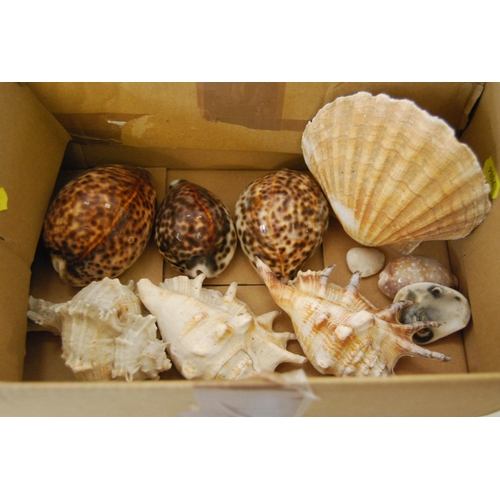 298 - 3 CYPRAEA TIGRIS SEASHELLS & OTHERS