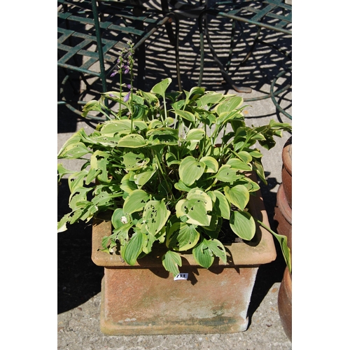 711 - HOSTA IN SQUARE PLANTER