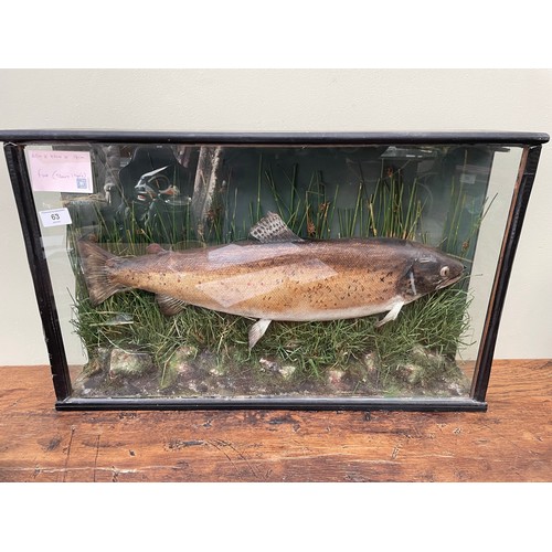 63 - Trout taxidermy mounted and framed, caught locally in the 1940's 67cm x 42cm x 14cm