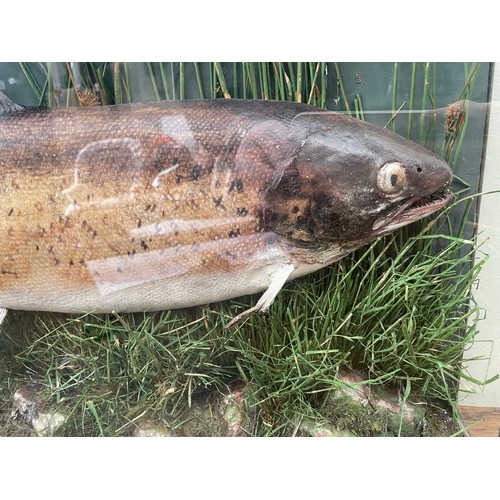 63 - Trout taxidermy mounted and framed, caught locally in the 1940's 67cm x 42cm x 14cm