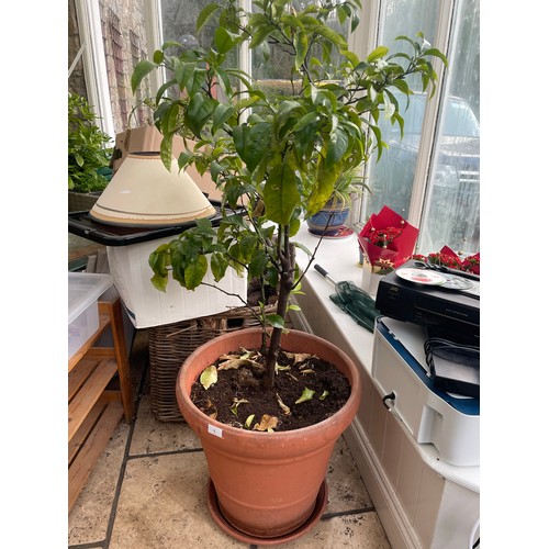 1 - Citrus Fruit orange plant and pot 20''d