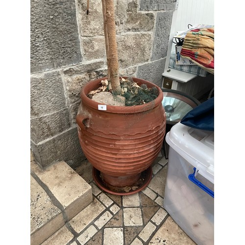 10 - Large ficus plant with earthenware pot, 23''h x 15''d