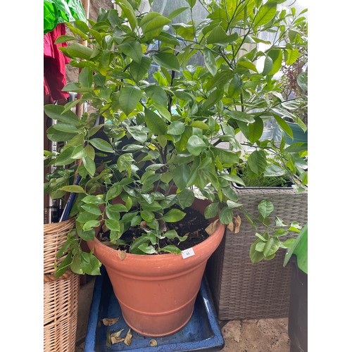46 - Lemon Tree, in a pot, overall size 50''h