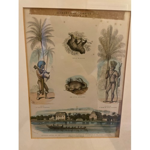 161 - A set of 4 antique West Indian framed prints