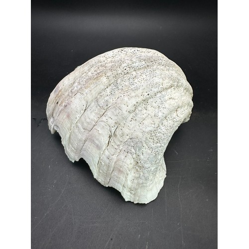 52 - Large seashell