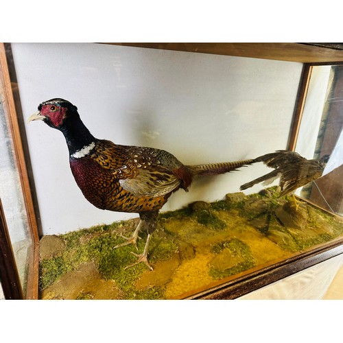 149 - Large Victorian taxidermy cased phesant and hawk, 41'' x 15'' x 22''