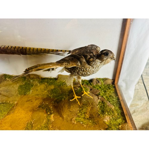 149 - Large Victorian taxidermy cased phesant and hawk, 41'' x 15'' x 22''