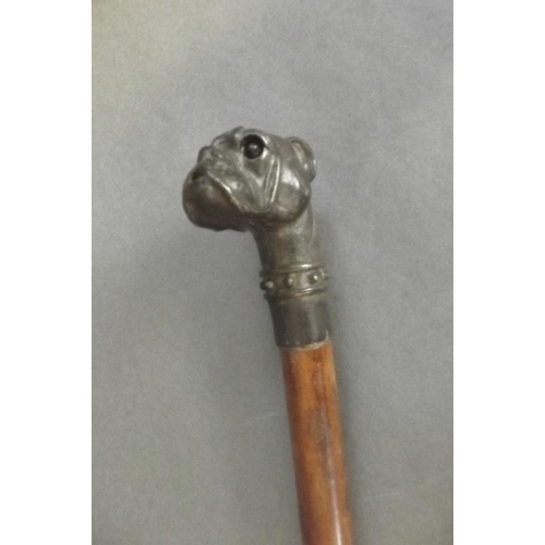 39 - A wooden walking stick with cast bronze handle in the form of a boxer dog with inset glass eyes, 35