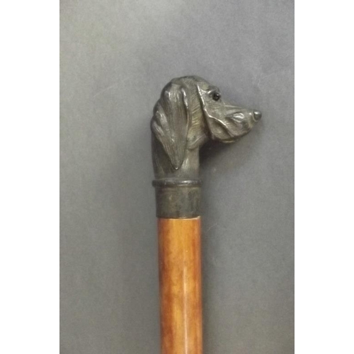 8 - A hardwood walking stick with cast bronze handle in the form of a retriever dog with inset glass eye... 