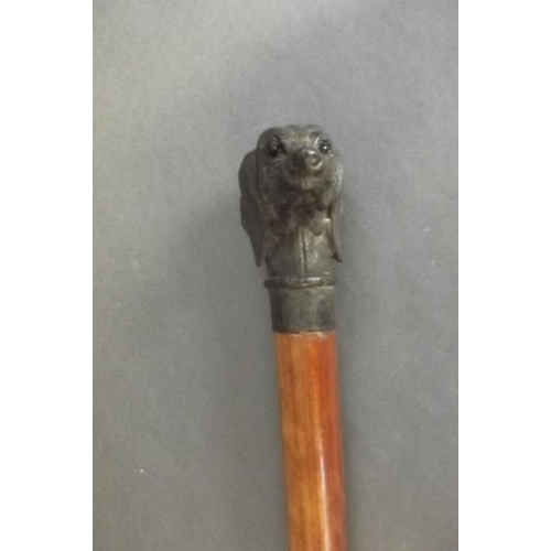 8 - A hardwood walking stick with cast bronze handle in the form of a retriever dog with inset glass eye... 