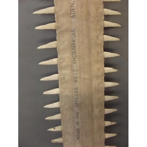 200 - An early Sawfish rostrum, bears legend 'Bequeathed to 216 Squadron by Fleet Lt. R.P. Dye in fond rem... 