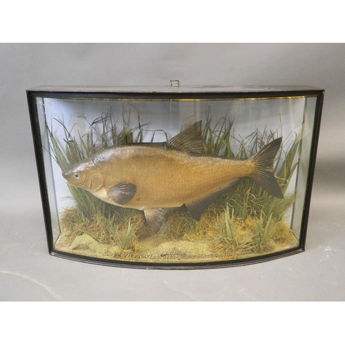 253 - A good Victorian stuffed bream by Cooper, caught by W.E. Nayler from Kingston, June 25th 1898, weigh... 