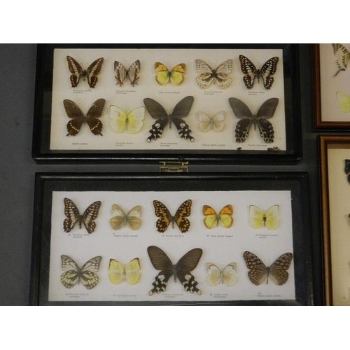 409 - A large collection of butterfly specimens, 18½