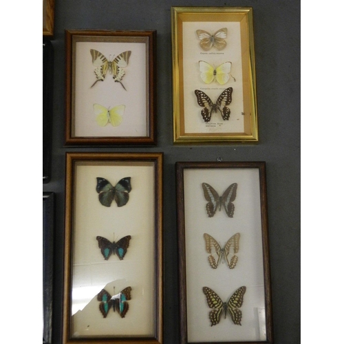 409 - A large collection of butterfly specimens, 18½