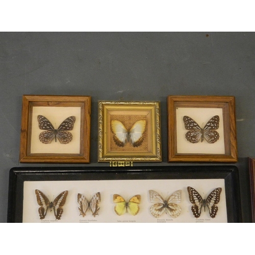 409 - A large collection of butterfly specimens, 18½