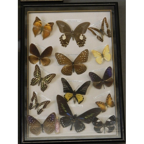 410 - A large collection of butterfly specimens, 11½