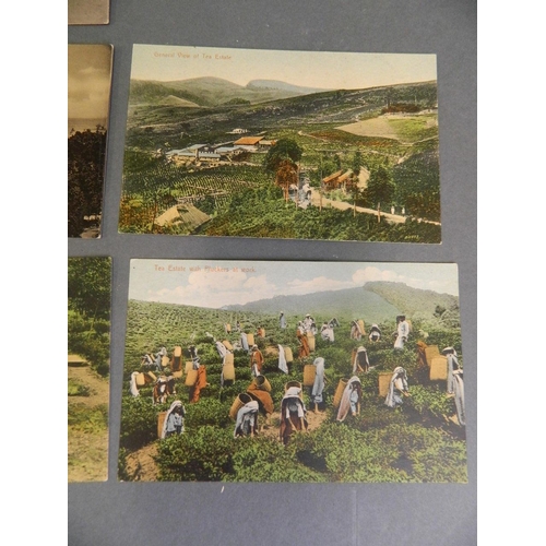 150M - A quantity of Indian and Ceylonese postcards from the late C19th/early C20th, 5½