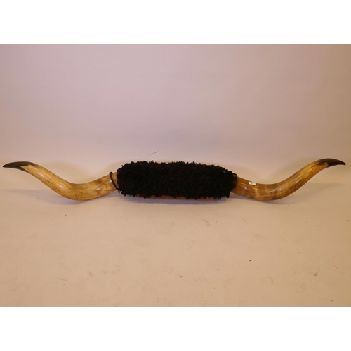 41 - A pair of buffalo horns on a wood mount, 74