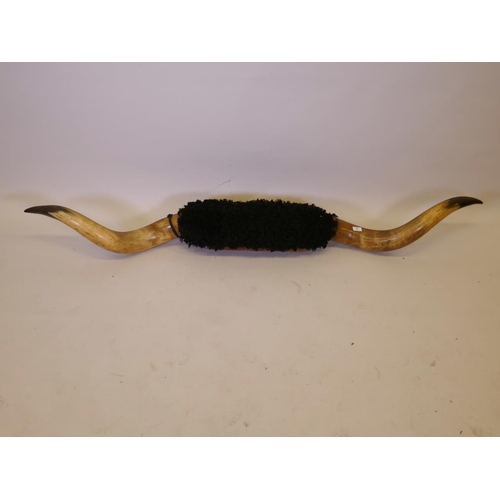 41 - A pair of buffalo horns on a wood mount, 74