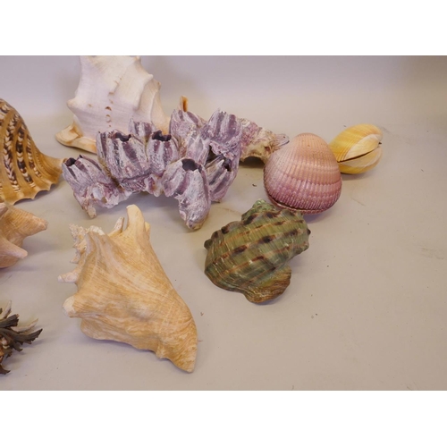 56 - A collection of twelve shells and barnacles, some with labels from Eaton's Shell Shop, Manette 
Stre... 