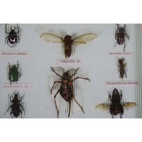 32 - A framed specimen insect display, 13