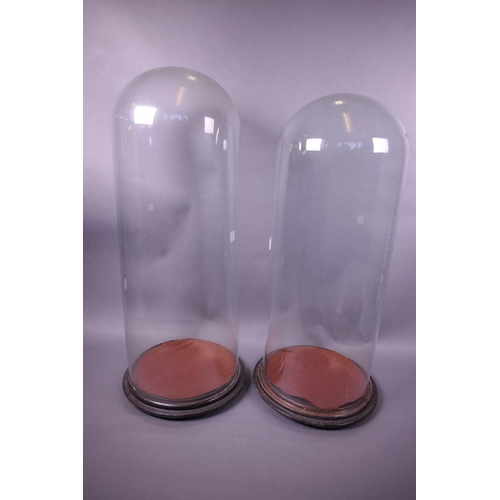 117 - Two glass domes on hardwood bases, 9