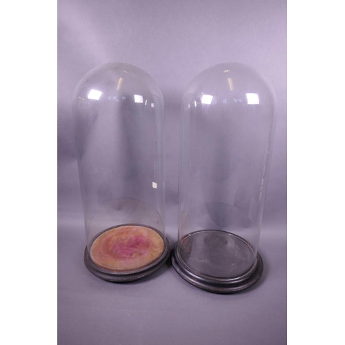 27 - Two glass domes on hardwood bases, 8