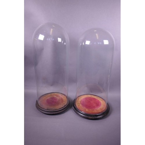 36 - Two glass domes on hardwood bases, 8