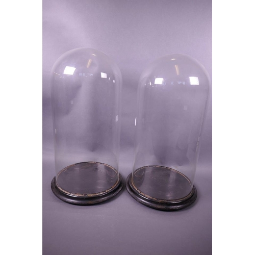 97 - Two glass domes on hardwood bases, 9