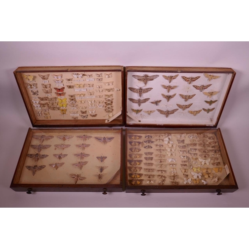 99 - A set of nine collector's cabinet drawers containing a comprehensive collection of moth specimens, a... 