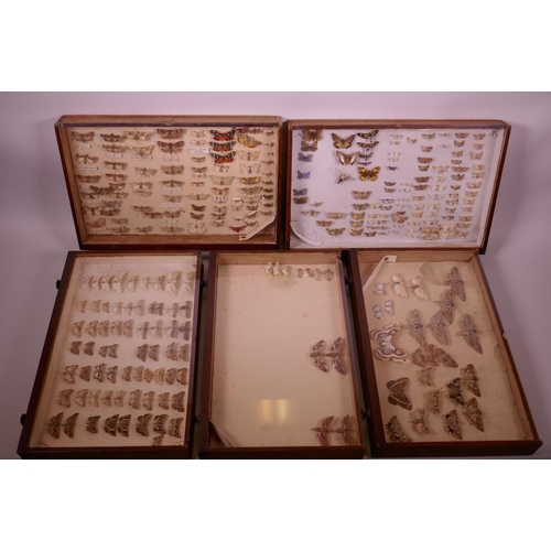 99 - A set of nine collector's cabinet drawers containing a comprehensive collection of moth specimens, a... 