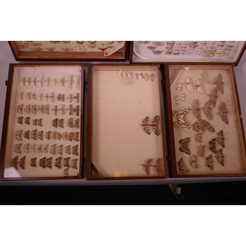 99 - A set of nine collector's cabinet drawers containing a comprehensive collection of moth specimens, a... 