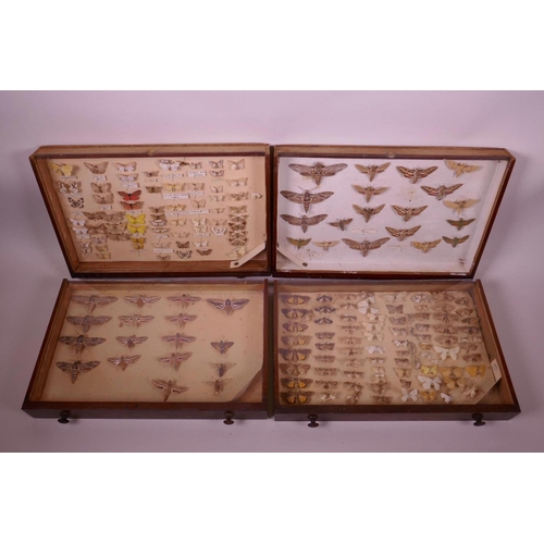 70 - A set of nine collector's cabinet drawers containing a comprehensive collection of moth specimens, a... 