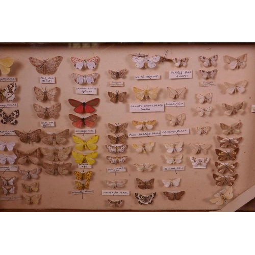 70 - A set of nine collector's cabinet drawers containing a comprehensive collection of moth specimens, a... 