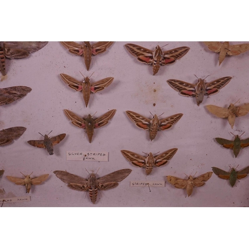 70 - A set of nine collector's cabinet drawers containing a comprehensive collection of moth specimens, a... 