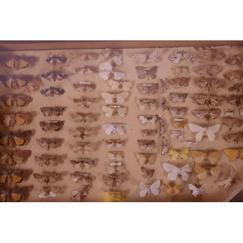 70 - A set of nine collector's cabinet drawers containing a comprehensive collection of moth specimens, a... 